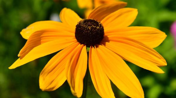 Rudbeckia: la planta que parece una margarita, resiste el calor y alegra el jardín durante meses