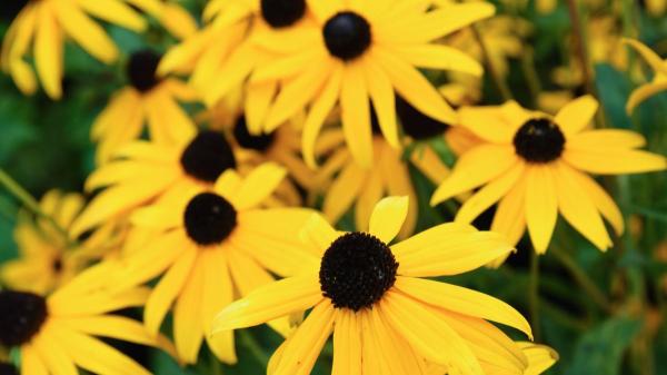 Rudbeckia: la planta que parece una margarita, resiste el calor y alegra el jardín durante meses - Sus flores parecen pequeños soles y llena el jardín de color