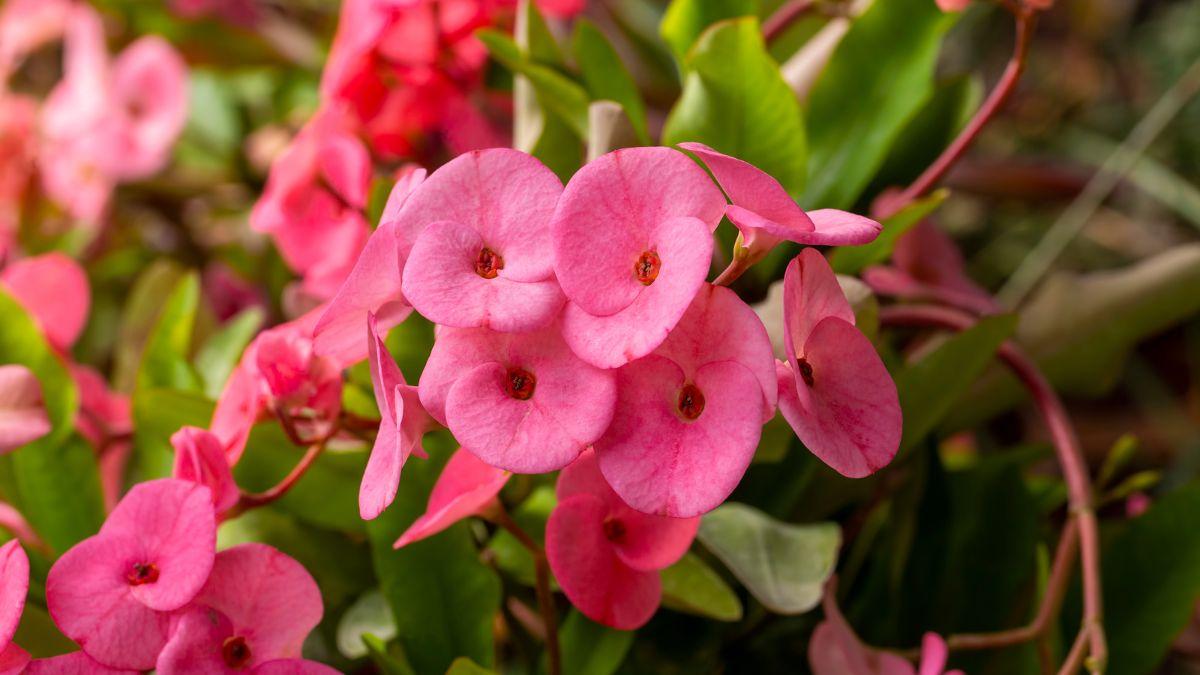 5 plantas de exterior que viven más y mejor en macetas que plantadas en el suelo