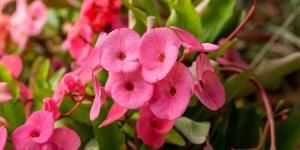 5 plantas de exterior que viven más y mejor en macetas que plantadas en el suelo