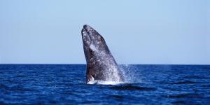 Ballena gris