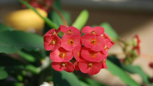 5 plantas de exterior que viven más y mejor en macetas que plantadas en el suelo - Corona de Cristo, la planta que agradece vivir en maceta para evitar el frío