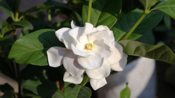 5 plantas de exterior que viven más y mejor en macetas que plantadas en el suelo - Gardenia, la planta aromática que crece mejor cuando puedes protegerla en maceta