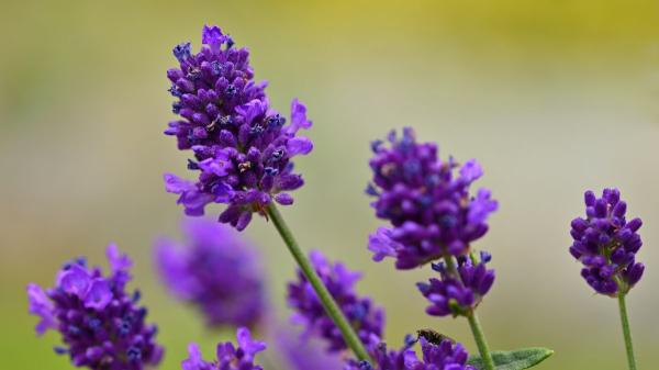 5 plantas de exterior que viven más y mejor en macetas que plantadas en el suelo - Lavanda, la planta que resiste bien el sol y necesita muy poca agua
