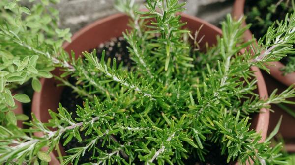 5 plantas de exterior que viven más y mejor en macetas que plantadas en el suelo - Romero, la planta mediterránea que necesita poco riego y cabe en cualquier rincón