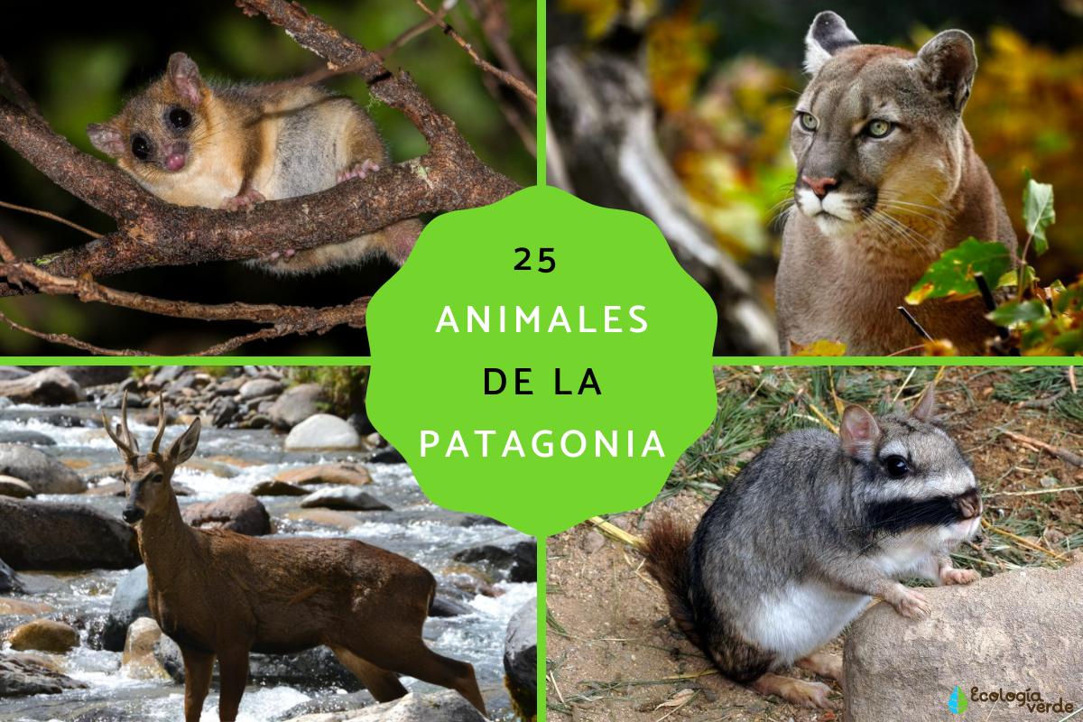 Animales de la Patagonia