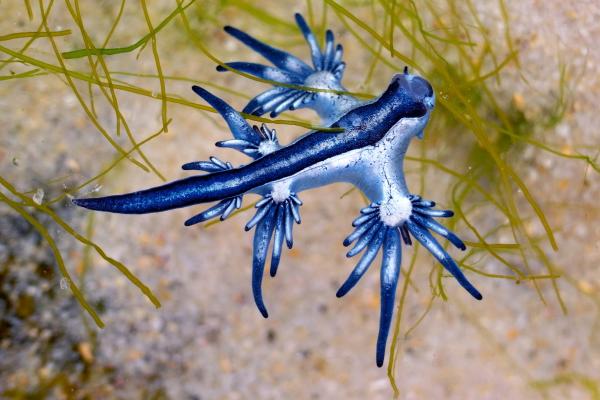 Glaucus atlanticus o dragón azul - Características del dragón azul 
