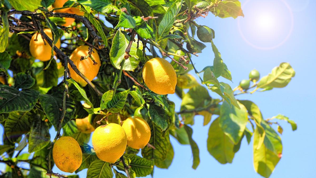 Cómo preparar el limonero en septiembre para que siga dando limones durante el otoño