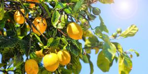 Cómo preparar el limonero en septiembre para que siga dando limones durante el otoño