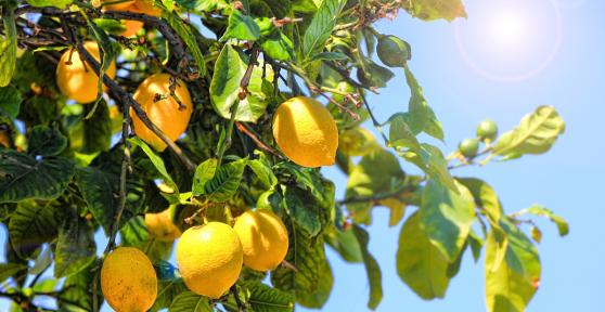 Cómo preparar el limonero en septiembre para que siga dando limones durante el otoño