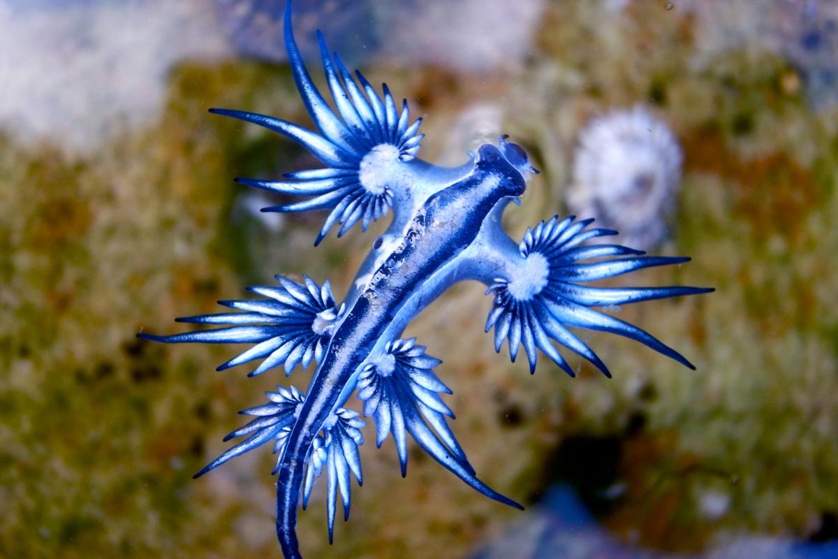 Glaucus atlanticus o dragón azul