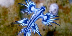 Glaucus atlanticus o dragón azul