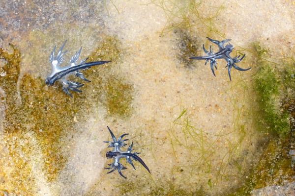 Glaucus atlanticus o dragón azul - Hábitat del dragón azul