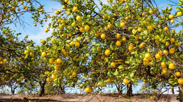 Cómo preparar el limonero en septiembre para que siga dando limones durante el otoño - ¿Hay que seguir abonando el limonero en otoño?