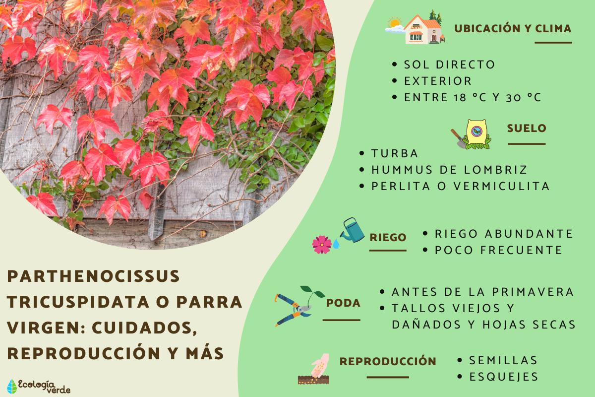 Parthenocissus tricuspidata o parra virgen: cuidados, reproducción y problemas