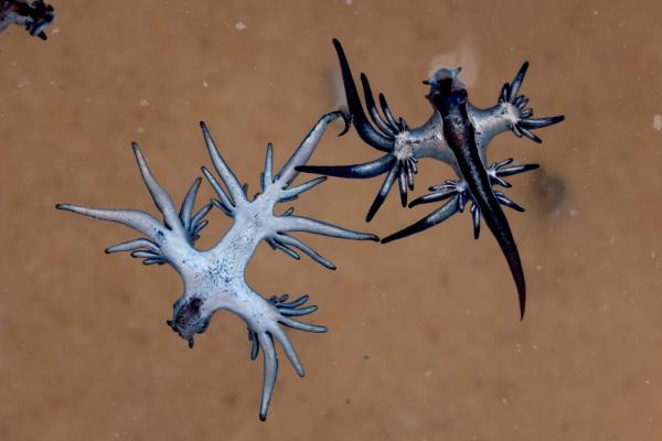 Glaucus atlanticus o dragón azul - Reproducción del Glaucus atlanticus