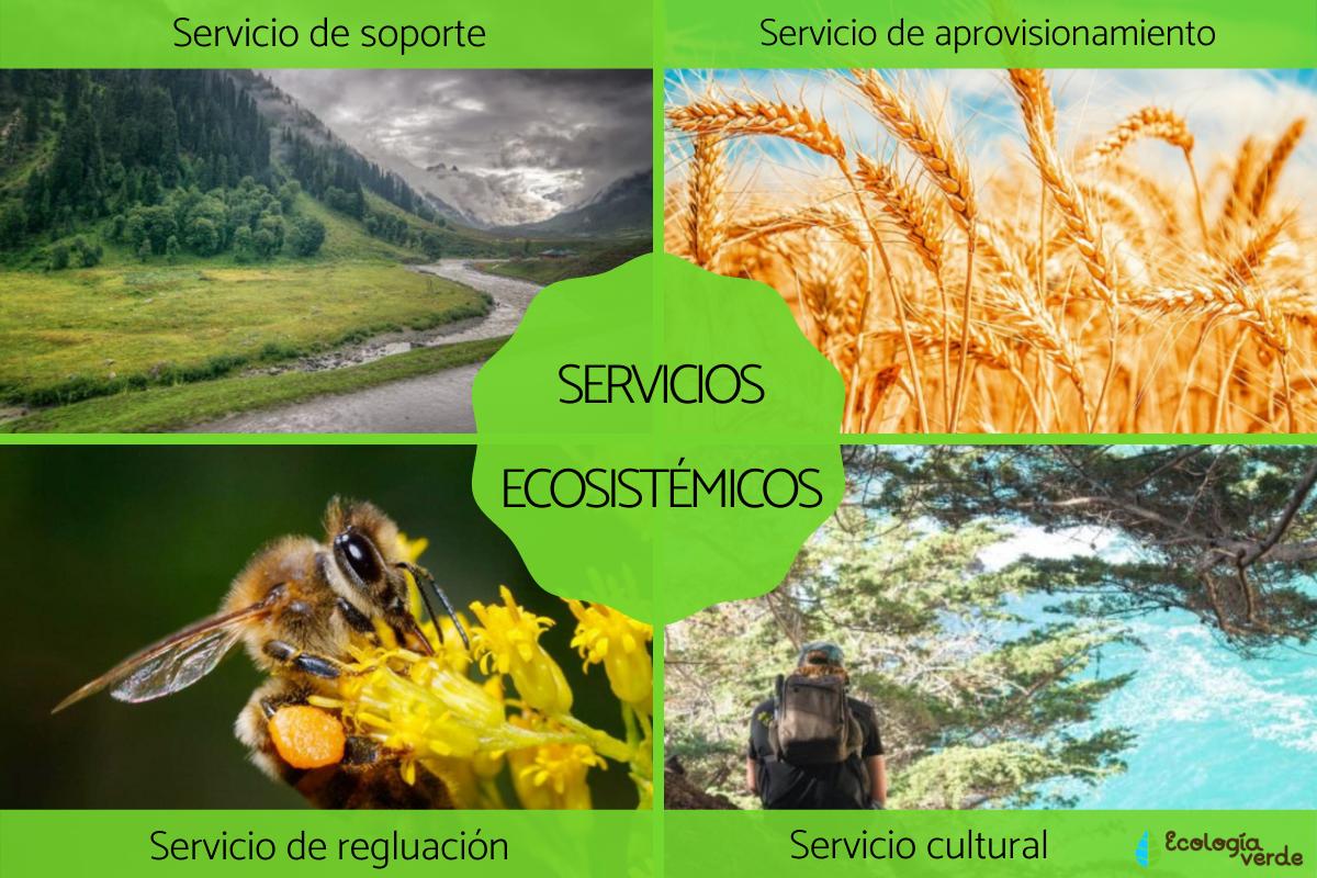 Servicios ecosistémicos: qué son, tipos y ejemplos