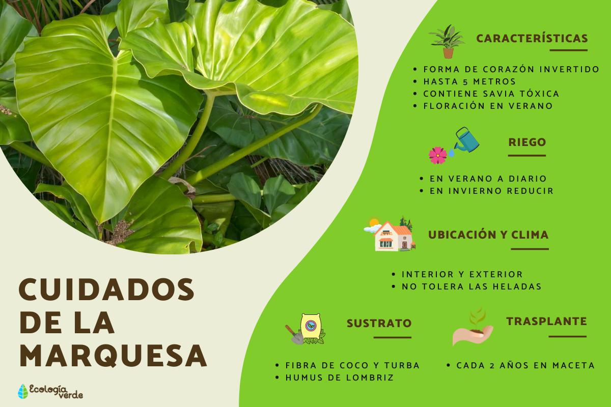 Planta marquesa: cuidados