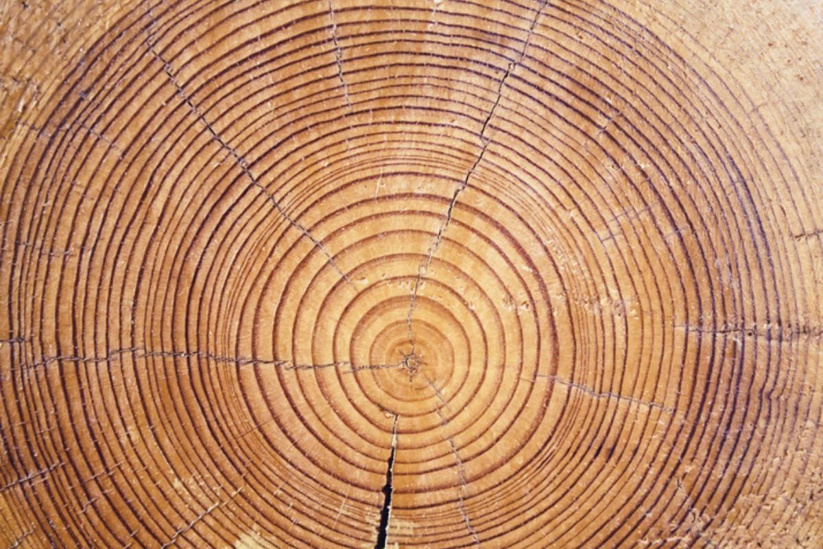 Qué es materia orgánica e inorgánica y ejemplos