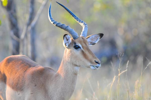 Tipos de antílopes - Subfamilia Aepycerotinae
