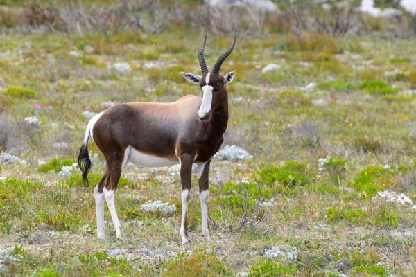 Tipos de antílopes - Subfamilia Alcelaphinae