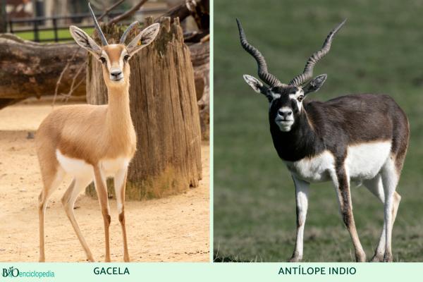 Tipos de antílopes - Subfamilia Antilopinae