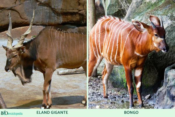 Tipos de antílopes - Subfamilia Bovinae