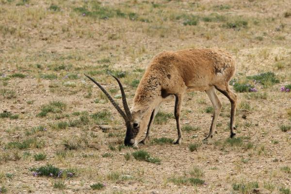 Tipos de antílopes - Subfamilia Caprinae