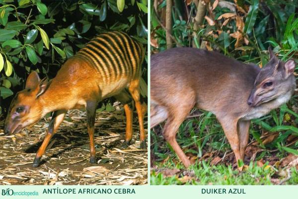 Tipos de antílopes - Subfamilia Cephalophinae 