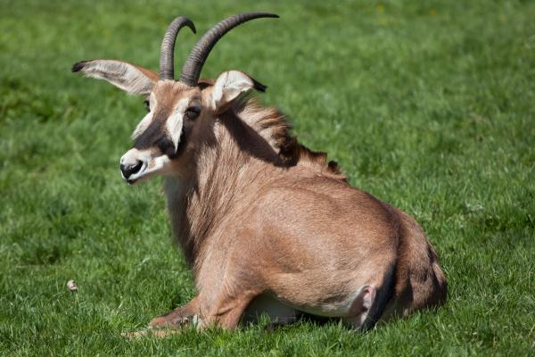 Tipos de antílopes - Subfamilia Hippotraginae