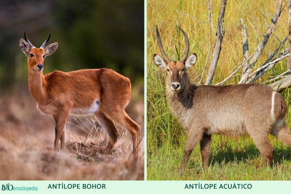 Tipos de antílopes - Subfamilia Reduncinae 