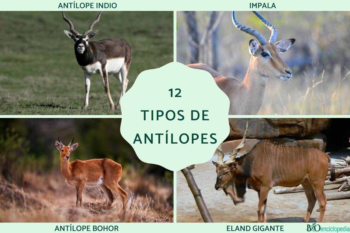 Tipos de antílopes