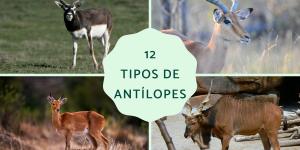 Tipos de antílopes