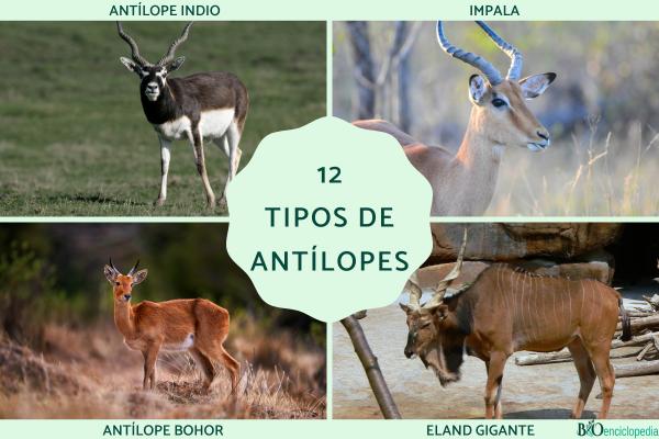 Tipos de antílopes