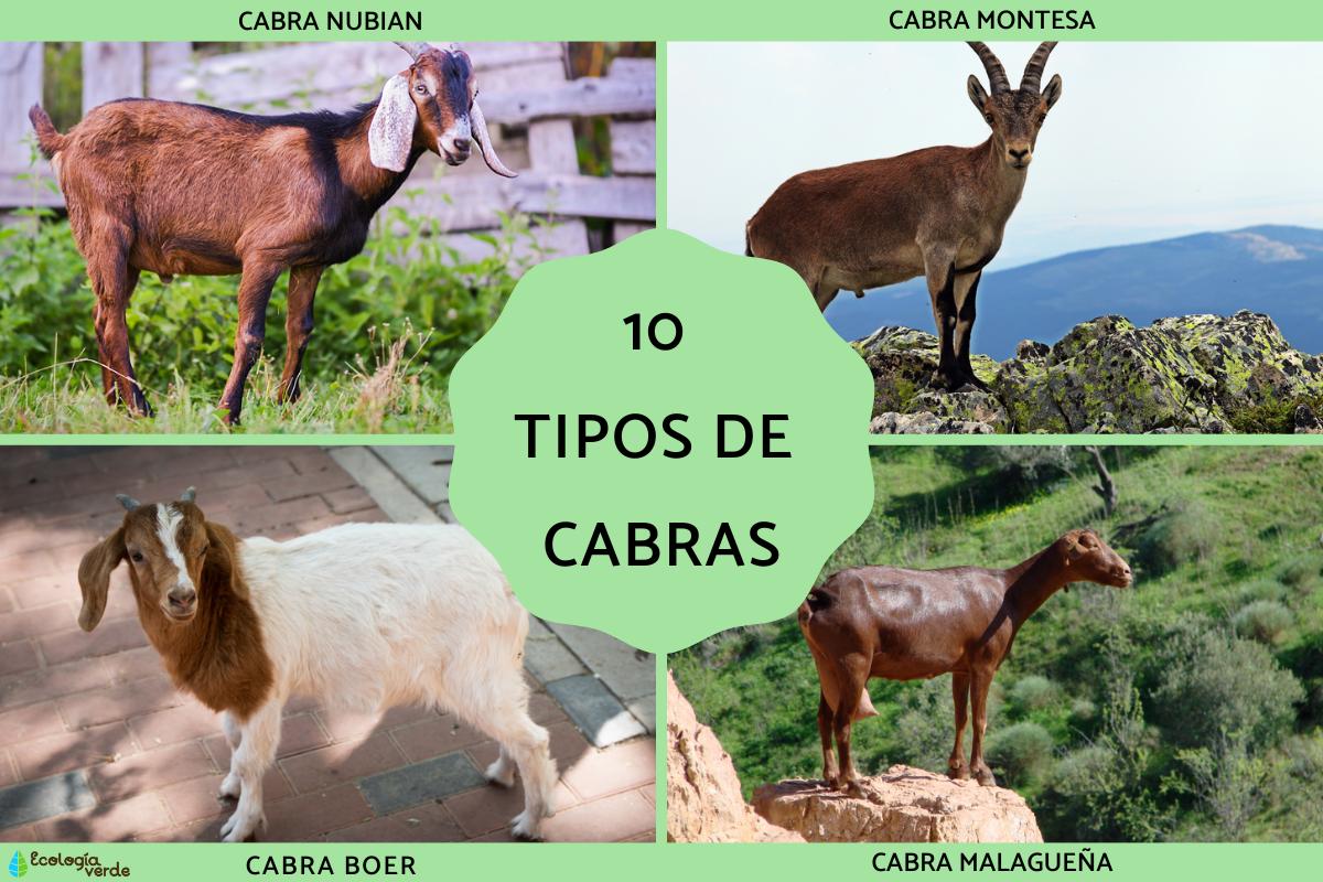 Tipos de cabras