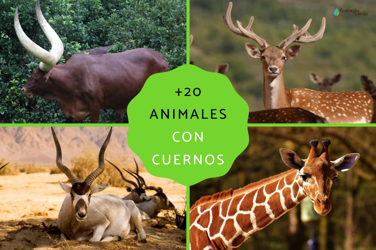 Animales con cuernos