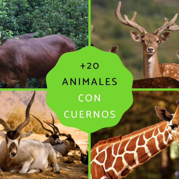 20 ANIMALES con CUERNOS - Nombres, características y FOTOS 20 ANIMALES con CUERNOS - Nombres, características y FOTOS