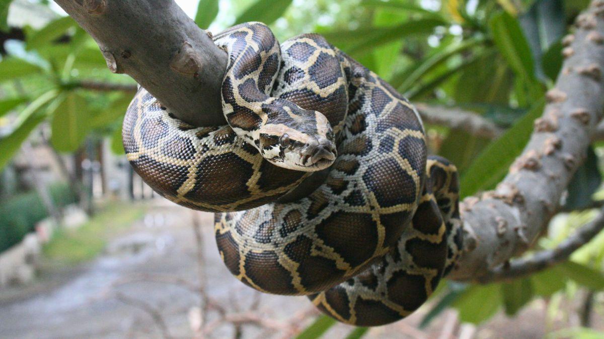 Buitres nativos devoran huevos de pitón birmana, especie invasora, y abren una nueva vía para frenar su expansión en los Everglades