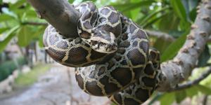 Buitres nativos devoran huevos de pitón birmana, especie invasora, y abren una nueva vía para frenar su expansión en los Everglades