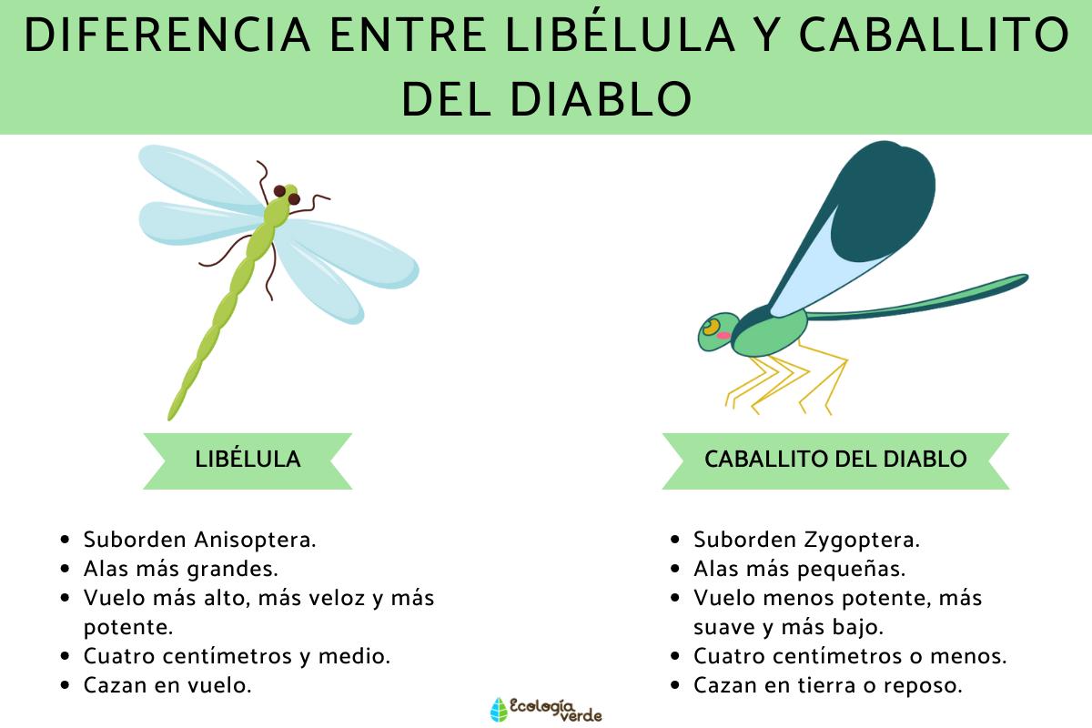 Diferencia entre libélula y caballito del diablo