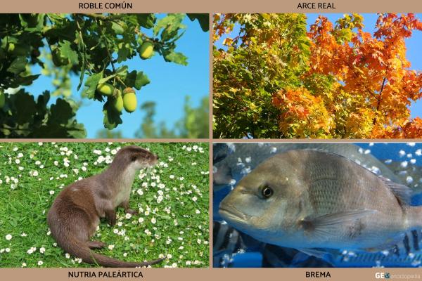Río Óder - Flora y fauna del río Óder