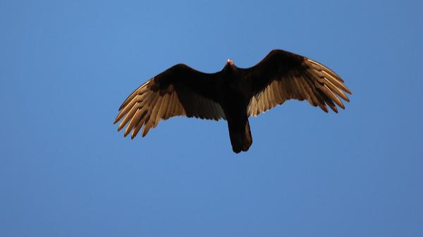 Buitres nativos devoran huevos de pitón birmana, especie invasora, y abren una nueva vía para frenar su expansión en los Everglades - Los investigadores encontraron a cuatro buitres devorando los huevos de pitón