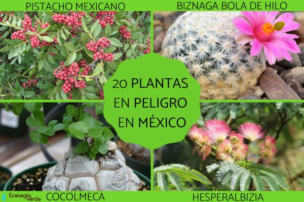 Plantas en peligro de extinción en México