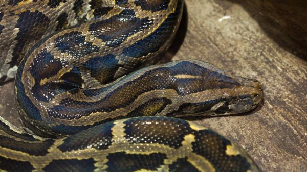 Buitres nativos devoran huevos de pitón birmana, especie invasora, y abren una nueva vía para frenar su expansión en los Everglades - Por qué es tan difícil frenar la expansión de la pitón birmana en Florida