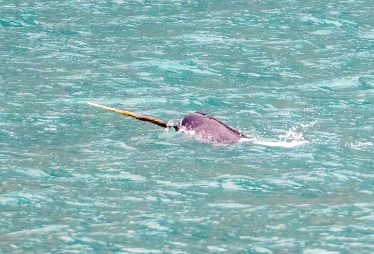 Narval: características, dónde vive y qué come