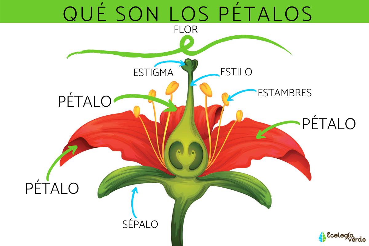 Qué son los pétalos y su función