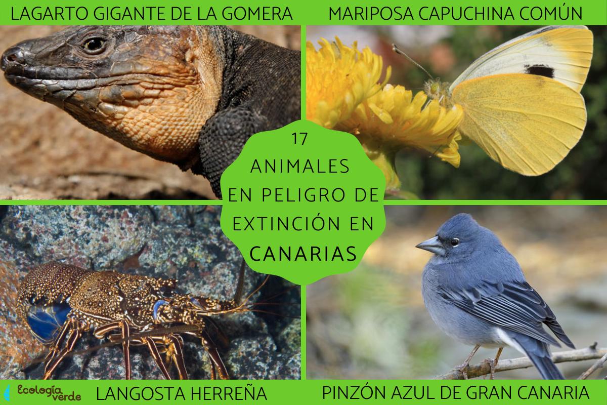 Animales en peligro de extinción en Canarias