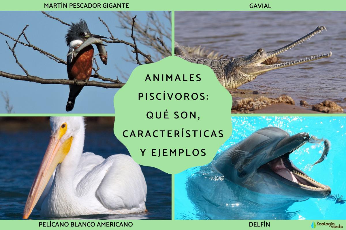 Animales piscívoros: qué son, características y ejemplos