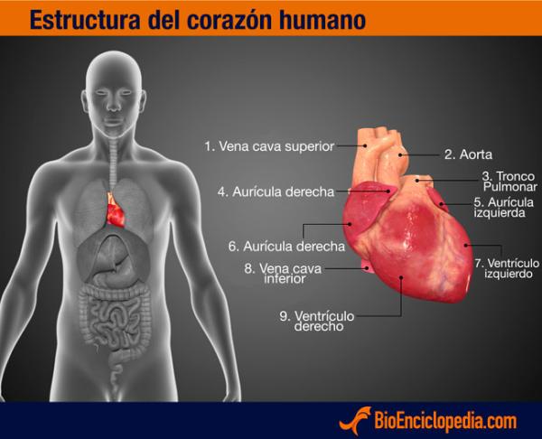 Sistema Cardiovascular - Características del sistema cardiovascular humano