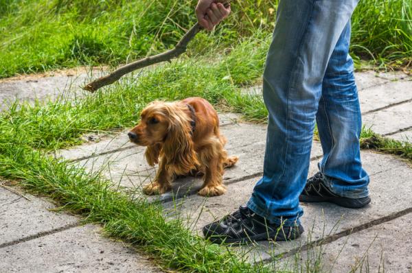 Cómo denunciar el maltrato animal